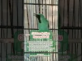 ciri-ciri cucak hijau kurang birahi. #cucakhijaubetinangentrok #cucakhijaumania #burung #kicaumania