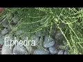 Lagu Ephedra and Ephedrine