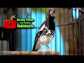 Download Lagu ANIS KEMBANG COCOK UNTUK PANCINGAN ANIS  KEMBANG YANG JARANG BUNYI #aniskembang #aniskembangngeplong