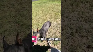#fyp #dream #doberman #pets #fypシ