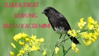 Download suara pikat burung decu / kacer mini paling ampuh 100% langsung datang MP3