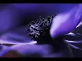 Pyotr Il'yich Tchaikovsky : Morceaux (6) for Piano, Op. 19 Nocturne in C Sharp Minor