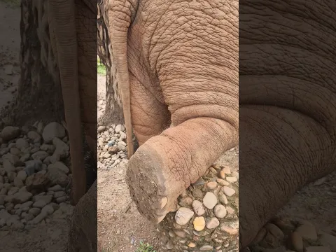 The relaxing elephant #elephant #faamai