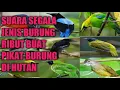 Download Lagu suara burung ribut suara nya JERNIH dan juga HD paling ampuh buat memikat di hutan