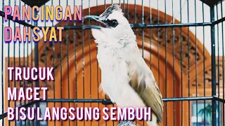 pancingan dahsyat trucuk macet trucuk bisu putarkan ini 99 9 pasti sembuh gacor kembali