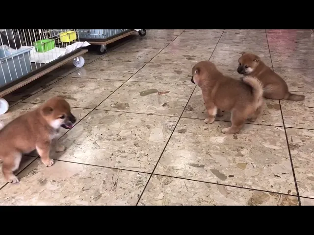 動画