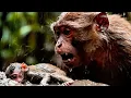 Download Lagu Heartbreaking Moment Baby Monkey is Washed Away By Flood   Mother's DESPERATE Rescue Mission