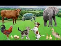 Download Lagu Cute little animals - Dog, cat, chicken, elephant, cow, tortoise - Animal sounds