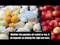 Download Lagu Whether the peaches are sweet or not, it all depends on picking the right one here.
