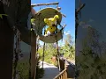 Marsupilami - Parc Spirou #parcspirou #themepark #marsupilami #shorts