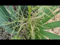 South Carolina s State Tree Cabbage Palm Sabal palmetto