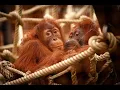 Lagu NIEUW! Orang-oetans in ZOO Planckendael