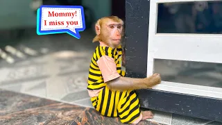 Download Monkey Kaka waited for mom at the gate because missed mom MP3