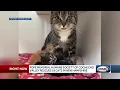 Pope Humane Society of Cocheco Valley rescues 29 cats in Dover