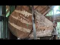 Lagu JUMBO TEAK WOOD! A surprising discovery in teak wood while being sawn at a lumber factory 