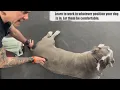 Canine Rehabilitation Dog Massage How to massage your dog Ep 1 The Low back