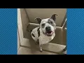 Charles County Humane Society needs community s help