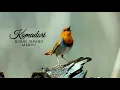 Download Lagu Masteran suara burung KAMADORI // ROBIN JEPANG