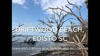 Why are all those trees dead on Driftwood Beach, Edisto SC |  EP10