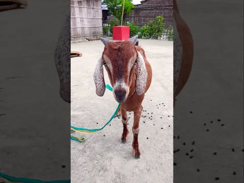 Viral goat 🐐 emotional shorts 😔🫡 #maa #goat #shorts