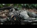 Download Lagu “I am Jaguar Paw. This is my forest. I am not afraid.”