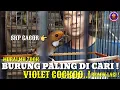 Download Lagu BURUNG VIRAL VIOLET COCKOO, SKP GACORAN, PENTET JATIM GACOR DOR DLL