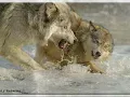 Wolves-Love will find a Way