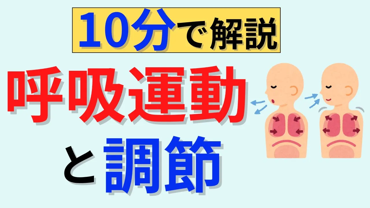 【SpO₂やPaO₂って何?】呼吸筋やSpO₂など呼吸の基本について解説