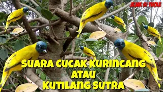 Download Suara pikat burung cucak kurincang / kutilang sutra T07 MP3