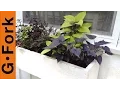 Planting a Window Flower Box - GardenFork
