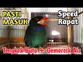 Lagu Masteran burung Tengkek Buto speed Rapat + Suara Terapi Gemercik air dan jeda 20 Detik