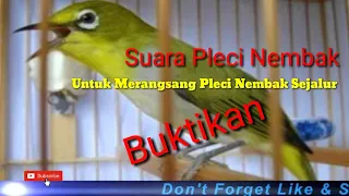 Download Suara Pleci Nembak Untuk Merangsang Pleci Nembak Sejalur MP3