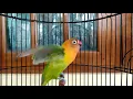 Download Lagu Diawali memanggil lawan lanjut ngetik ngekek panjang, pancingan Lovebird ngekek mantap