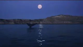 سورة البقرة بصوت منصور السالمي شعور لايوصف عند سمعها S 