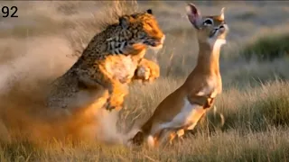 Leopard vs deer | leopard ambushed to hunting deer @Latestsightings