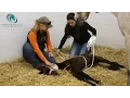 Madigan Squeeze on Neonatal Mal-Adjusted Red Bag Foal
