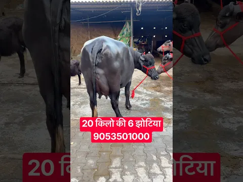 20 किलो की 6 Murrah Buffaloes, with Female Calf For Sale || Kaptan Dairy Farm (9053501000)