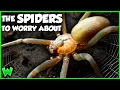 Download Lagu These are the Most VENOMOUS Spiders in the US