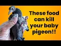What Do Baby Pigeons Eat What If You re Feeding Your Baby Pigeons the WRONG Food
