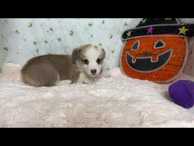 動画
