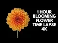 Download Lagu 4K Blooming Flowers Time Lapse for Relaxation Soft Piano Music