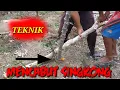 Teknik Mencabut Singkong Dengan Mudah
