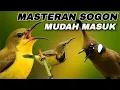 Download Lagu MASTERAN SOGON MUDAH MASUK📍FULL ISIAN CILILIN,Mudah di hafal  burung.#sogon