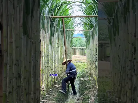 Keep  Sugarcanes Safe#farminglife #farmingtips