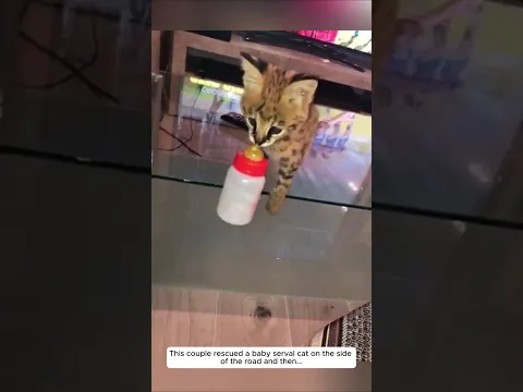 This couple rescued a baby serval cat on the side of the road and then...