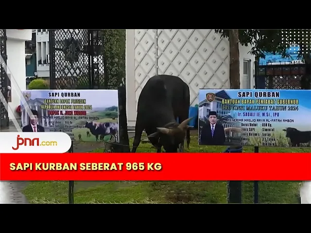 Sapi Kurban Presiden Diserahkan di Masjid Raya Alfatah Ambon - JPNN.com