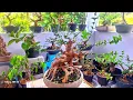 Download Lagu CEK BERBAGAI BAHAN BONSAI PROSPEK 