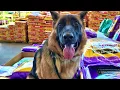 15mo German Shepherd Dali Best GSD Trainers AZ OffLeash K9 Training Phoenix