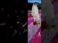 وليد توفيق.. أبوكي مين