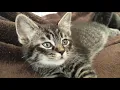 ADORABLE SIAMESE TABBY MIX KITTEN